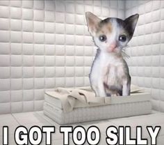 a cat sitting in a bathtub with the caption i got too silly