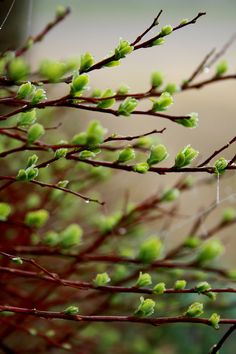 a bird sitting on top of a tree branch with green leaves and water droplets hanging from it's branches