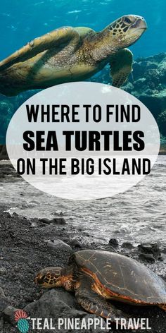 a turtle swimming in the ocean with text overlay where to find sea turtles on the big island