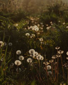 a field full of dandelions in the sunlight