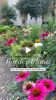 a garden with pink and white flowers in the foreground, text reads border plants for the front of beds and walkways