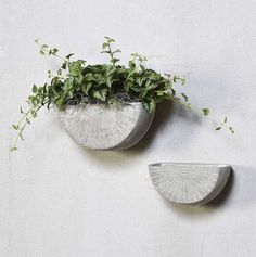 two white vases with plants in them