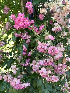 pink flowers are blooming in the garden