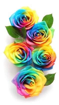 multicolored roses with green leaves on white background