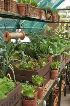 many potted plants are on shelves in a greenhouse