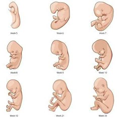 an image of different stages of the baby's life in their wombs illustration