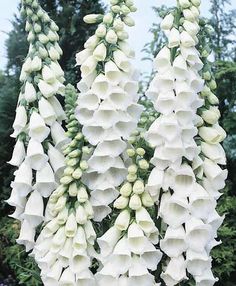 white flowers with green leaves hanging from the stems in front of some trees and bushes