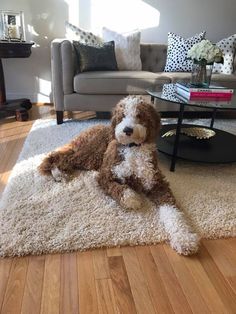 a brown and white dog laying on top of a rug in front of a couch