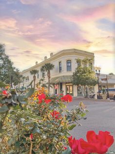 red flowers in front of a white building with cars parked on the street behind it