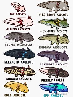 an image of different types of animals that are in the same color and font scheme