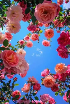 pink roses are blooming in the blue sky