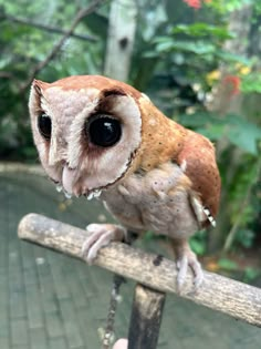 an owl sitting on top of a wooden stick