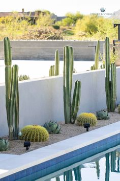 a pool with some cactus plants in it