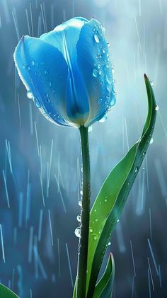 a blue flower with water droplets on it