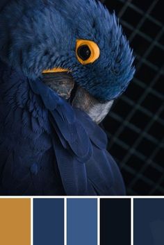 a blue bird with yellow eyes is standing in front of a black background and color swatches