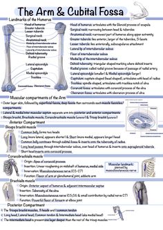 the arm and cubital fossa is shown in this diagram, with text below it