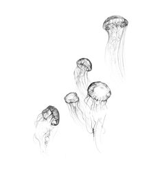 three jellyfish are swimming in the water, and one is looking up at the sky