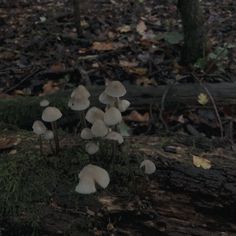 mushrooms growing out of the ground in a forest