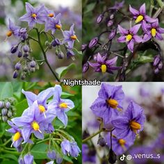 four different types of purple flowers with yellow stamens and green leaves on them