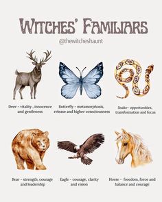 some animals and their names are shown in this graphic chart for witches'familiars