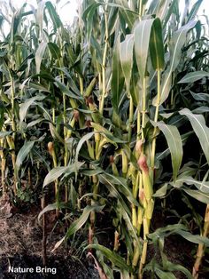 an image of corn growing in the field