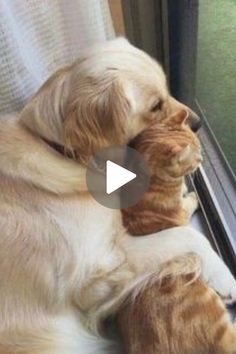 an orange and white dog laying on top of a window sill next to a cat