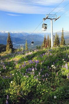 a ski lift going up the side of a mountain with wildflowers on it