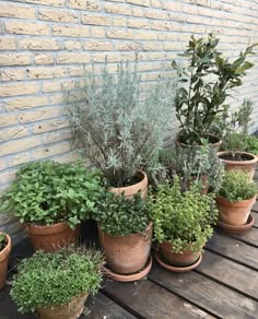 several potted plants sitting on a wooden table