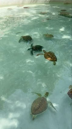 several turtles swimming in the water together