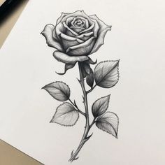 White Drawing, Rose Tattoo Design, Black And White Drawing, Rose Tattoo, A Rose, White Rose, Tattoo Design, Tattoo Ideas, Black And White