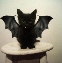 a black cat sitting on top of a white stool with a bat shaped object above it