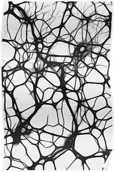 black and white photograph of tree branches