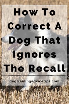 a black and white dog in a field with the words how to correct a dog that ignores the recall