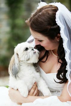 a woman in a wedding dress holding a small white and gray dog on her lap