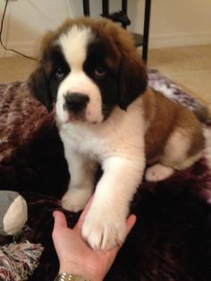 a puppy sitting on top of a rug next to a person holding his hand out