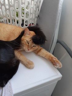 two cats laying next to each other on top of a washing machine