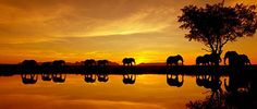 a group of elephants standing next to each other near a tree and water at sunset