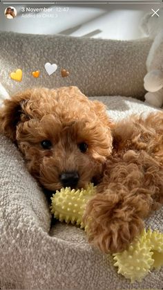 a small brown dog laying on top of a bed