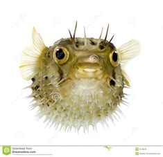 a puffer fish with very large eyes on it's head and long spikes