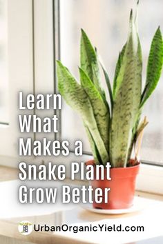 a potted plant sitting on top of a window sill