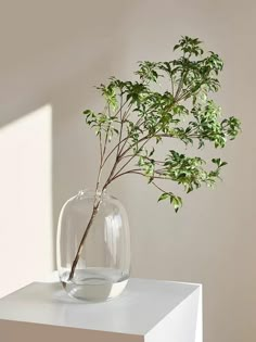 a plant in a glass vase on top of a white table