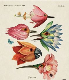 four birds with different colored feathers and flowers