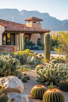 many cactus plants in front of a house with mountains in the backgrouund