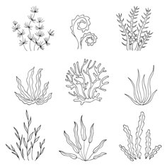 the different types of seaweed are drawn in black and white on a white background