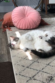 two white and black cats laying on carpet next to pink pillow, with bike in background