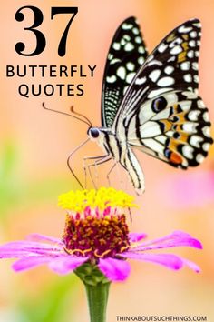 a butterfly sitting on top of a purple flower with the words 37 butterflies and quotes below it