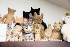 many stuffed animals are lined up on the shelf in front of each other, including cats and kittens