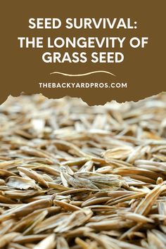 seeds with the words seed survival the longevity of grass seed on top and bottom