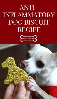 a small white dog holding a golden toy in it's mouth with text overlay that reads anti - flamatory dog biscuit recipe