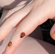 two ladybugs sitting on top of each other's fingers